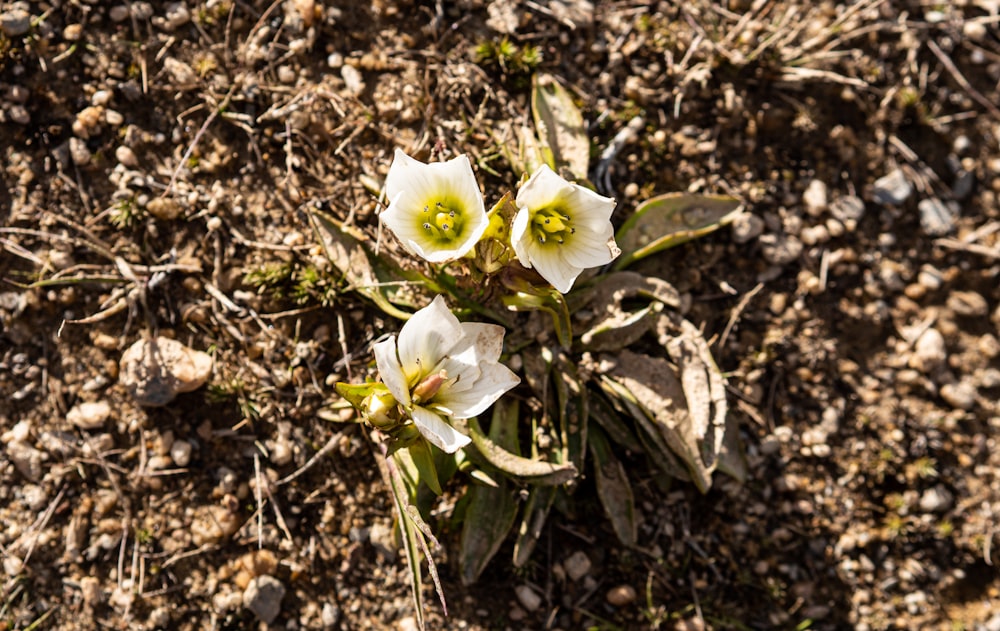 a group of white flowers sitting on top of a dirt field