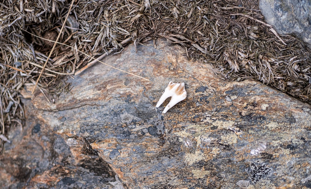 a shell on a rock in the grass