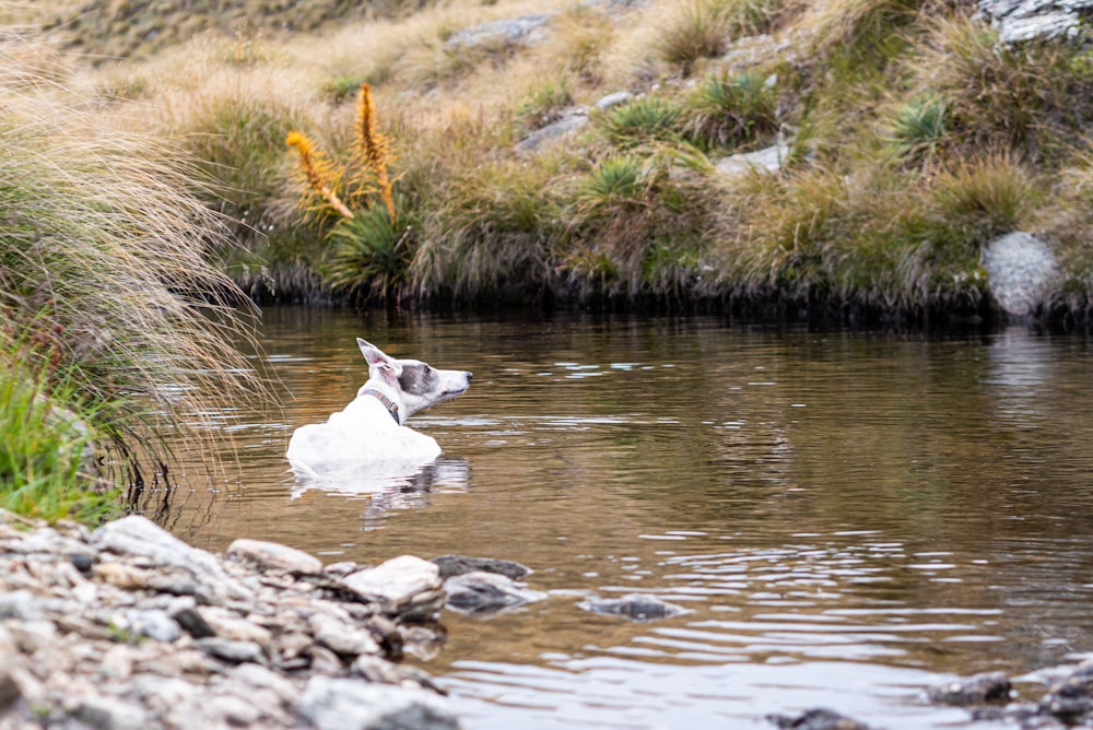 a dog is swimming in a small stream