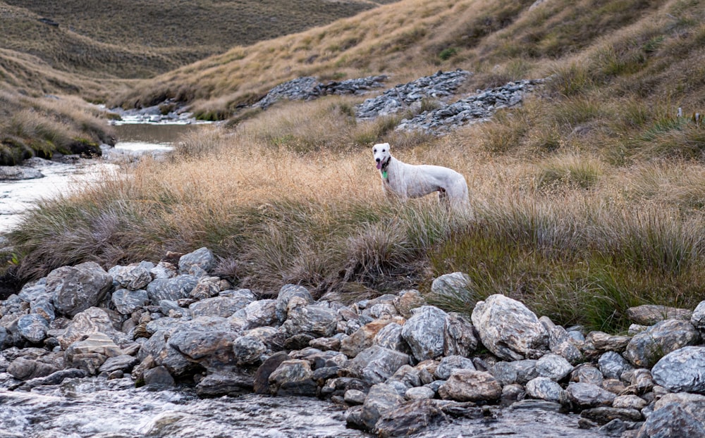 a white dog standing on top of a rocky hillside
