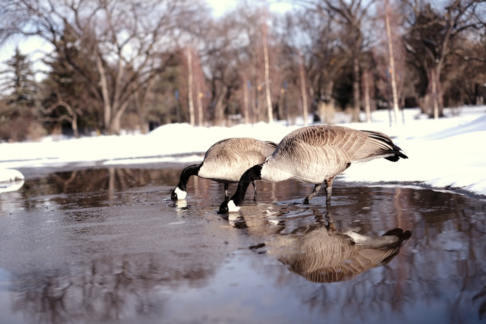 a couple of birds that are standing in the snow