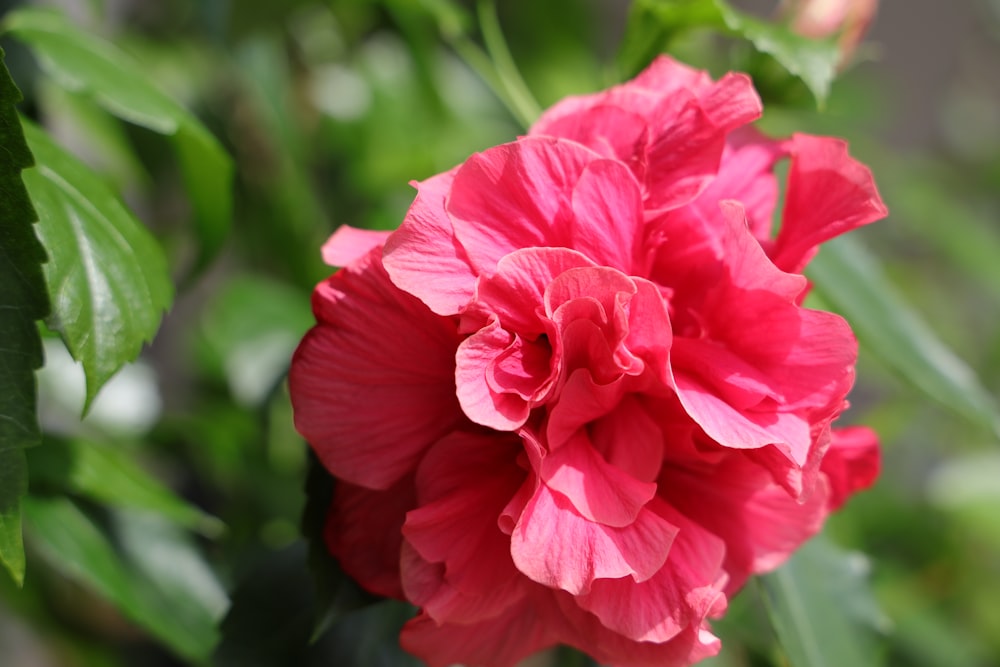 a close up of a pink flower with green leaves