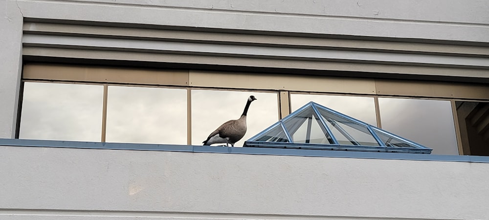 a bird standing on top of a window sill
