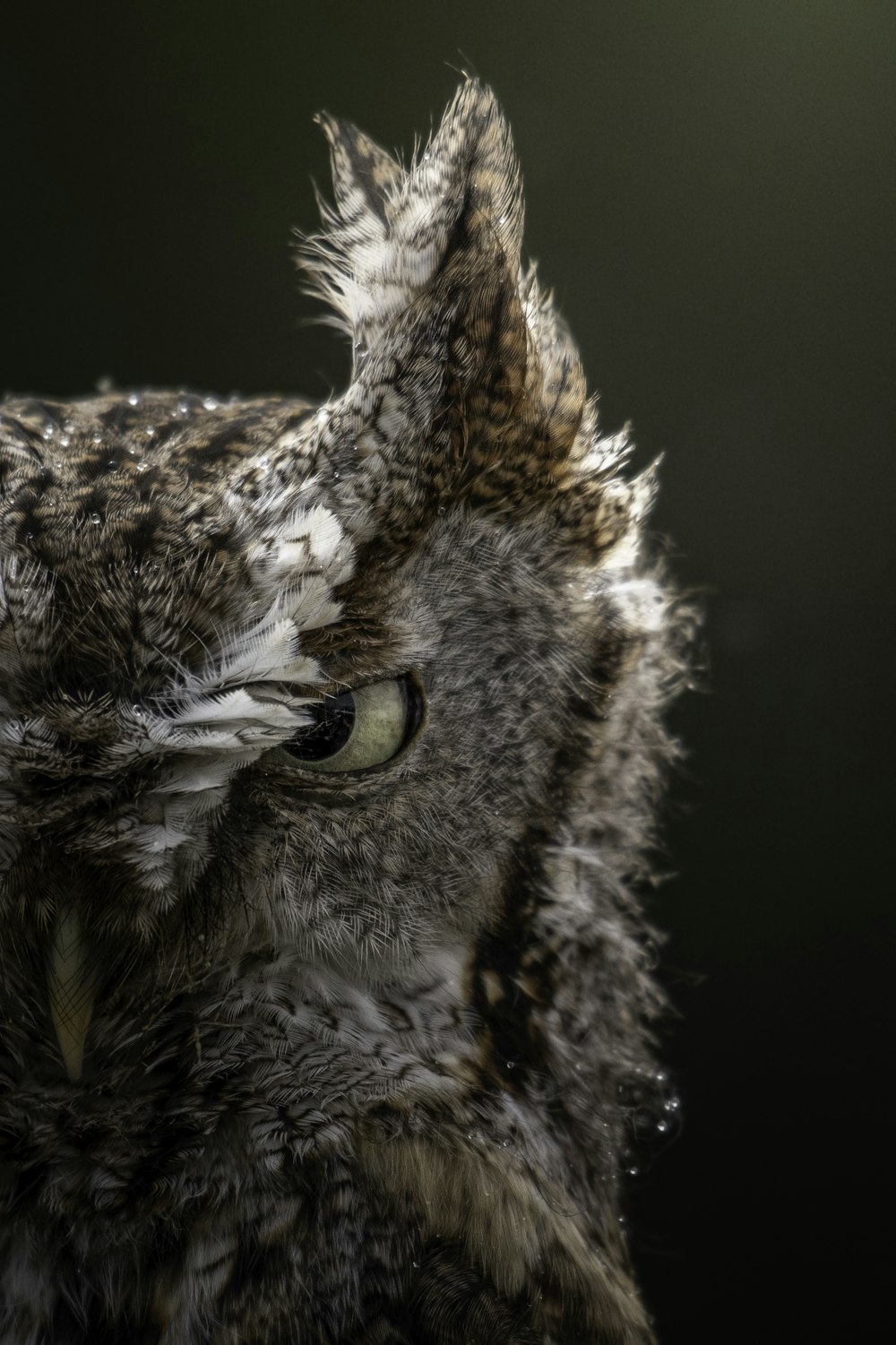 a close up of an owl with a black background