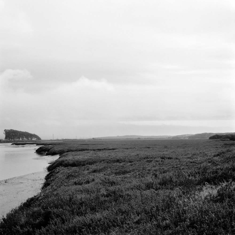a black and white photo of a marshy area
