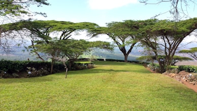 a lush green field with trees and bushes