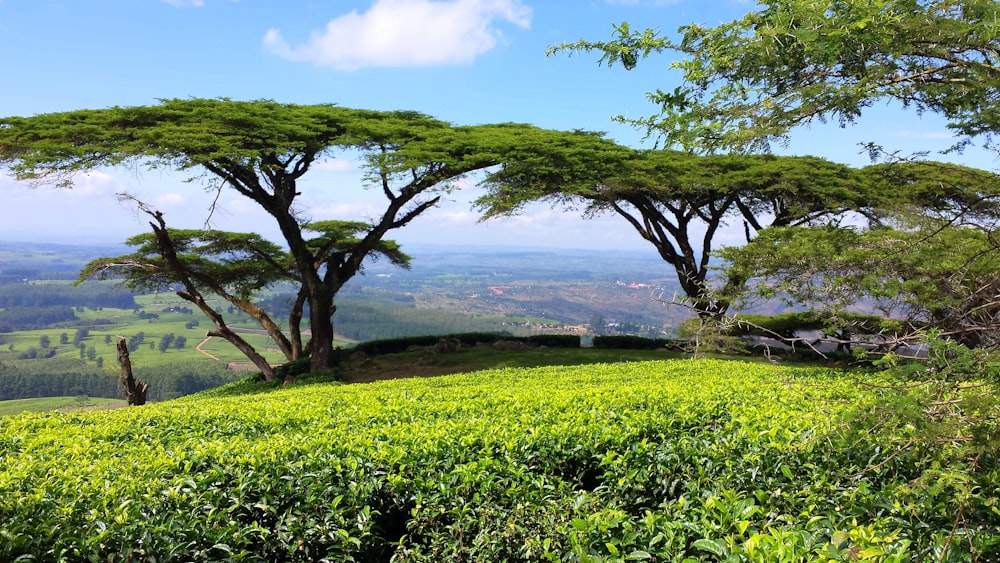 a grassy hill with trees on top of it