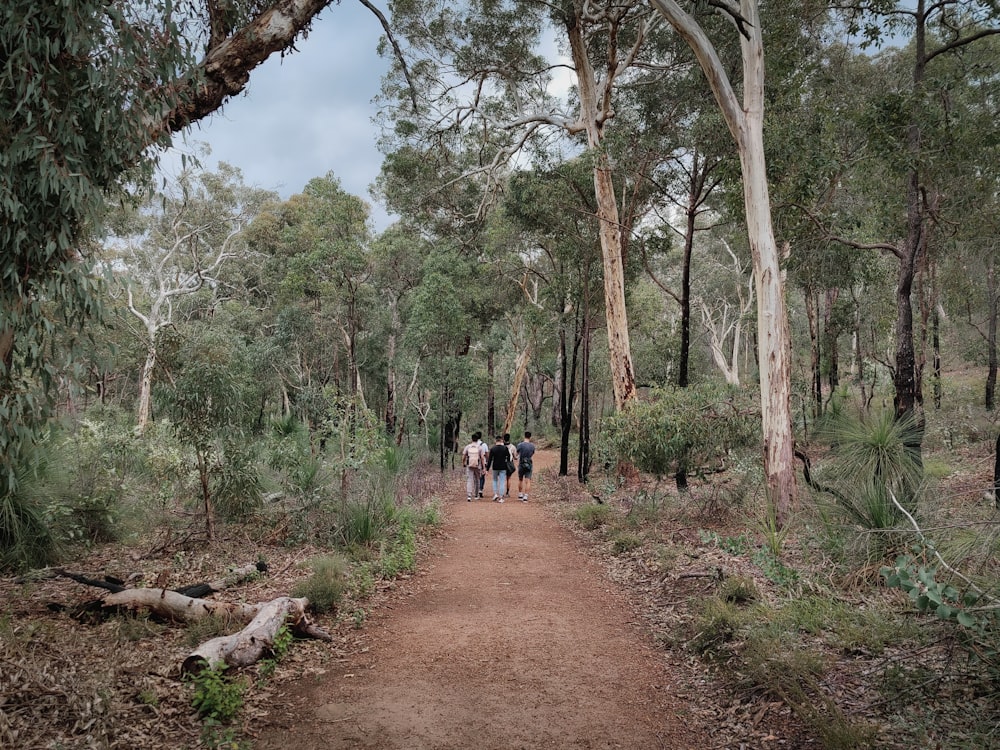 a group of people walking down a dirt path through a forest