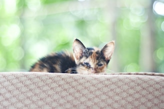 A gentle special needs cat resting comfortably in a cozy foster home, bathed in soft natural light.