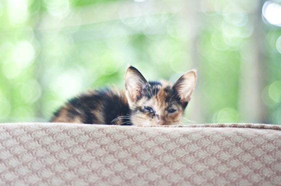 A gentle special needs cat resting comfortably in a cozy foster home, bathed in soft natural light.