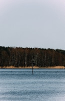A peaceful nature scene with a cross carved into a tree trunk beside a flowing river.