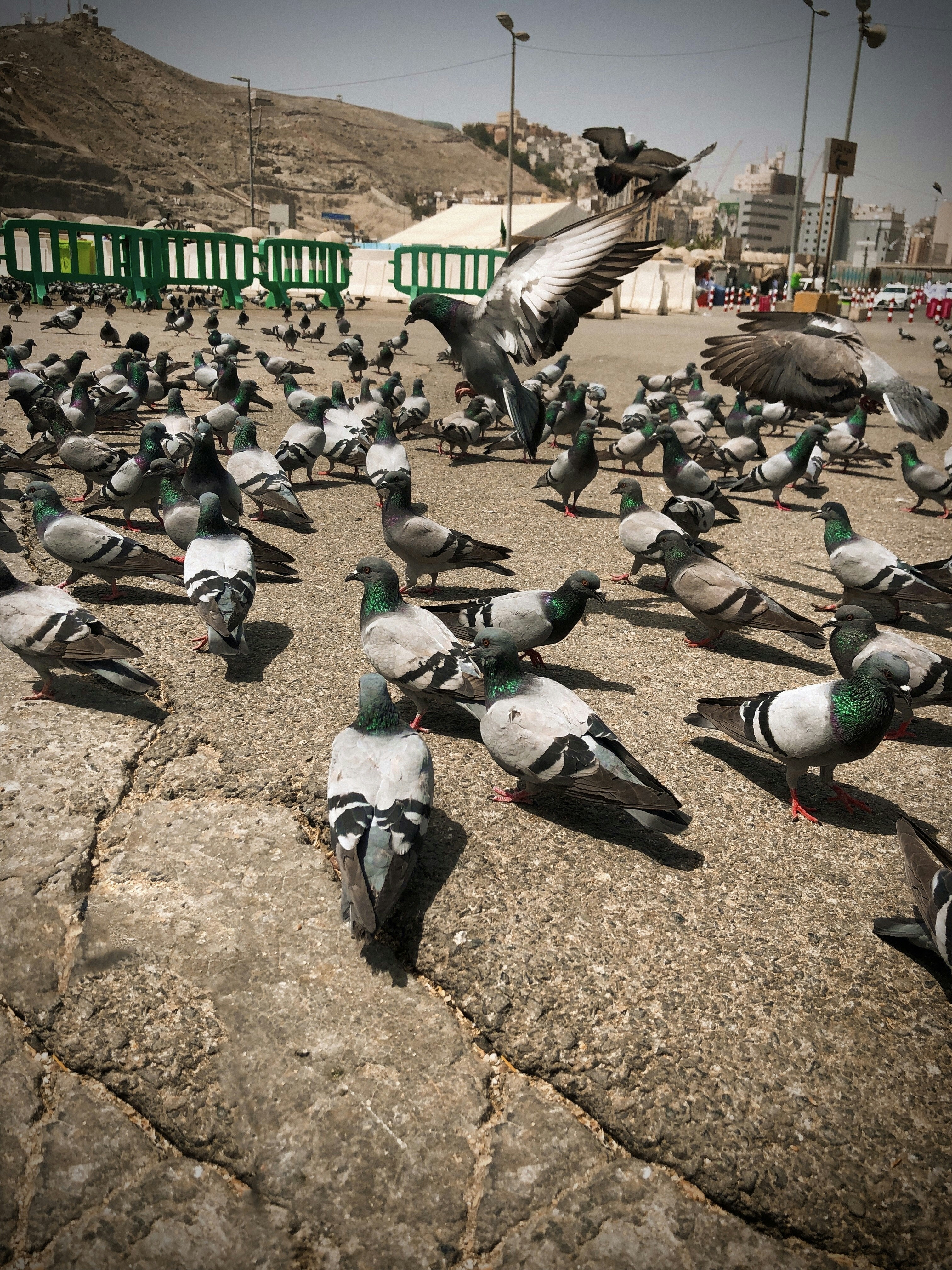 鳩の群れの写真 Unsplashの無料写真