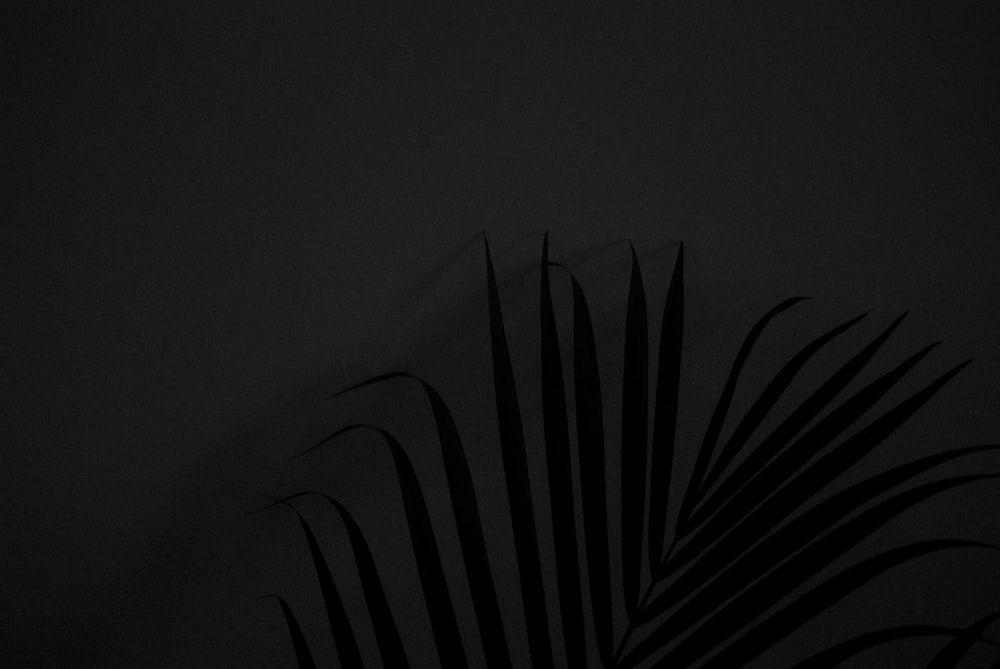 a black and white photo of a palm leaf