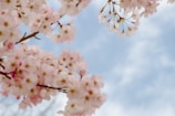 A serene view of cherry blossoms in full bloom.