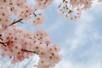 A serene view of cherry blossoms in full bloom.
