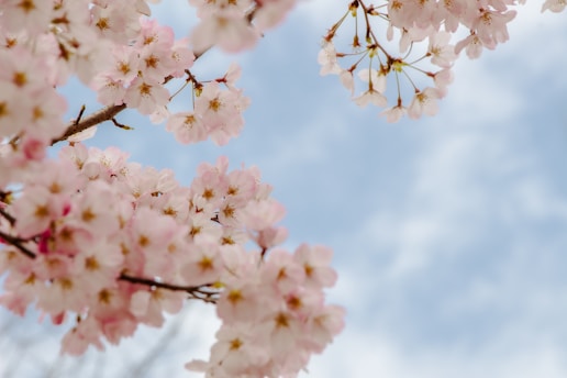A scenic view of cherry blossoms in full bloom against a clear blue sky in a Japanese park.