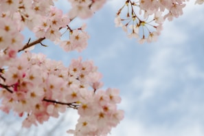 A serene view of cherry blossoms in full bloom.