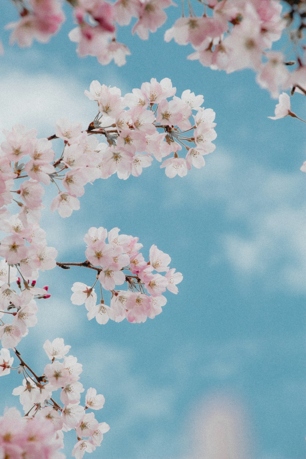 a close up of pink flowers on a tree