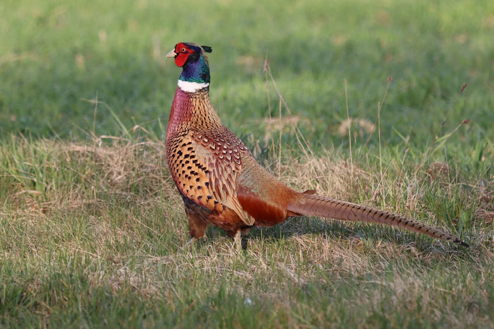 a pheasant standing in a field of grass