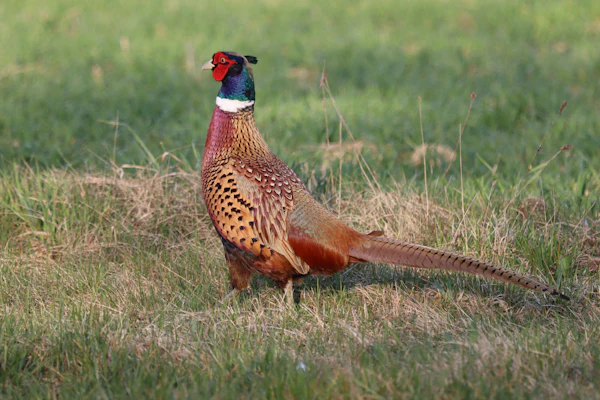game bird raising