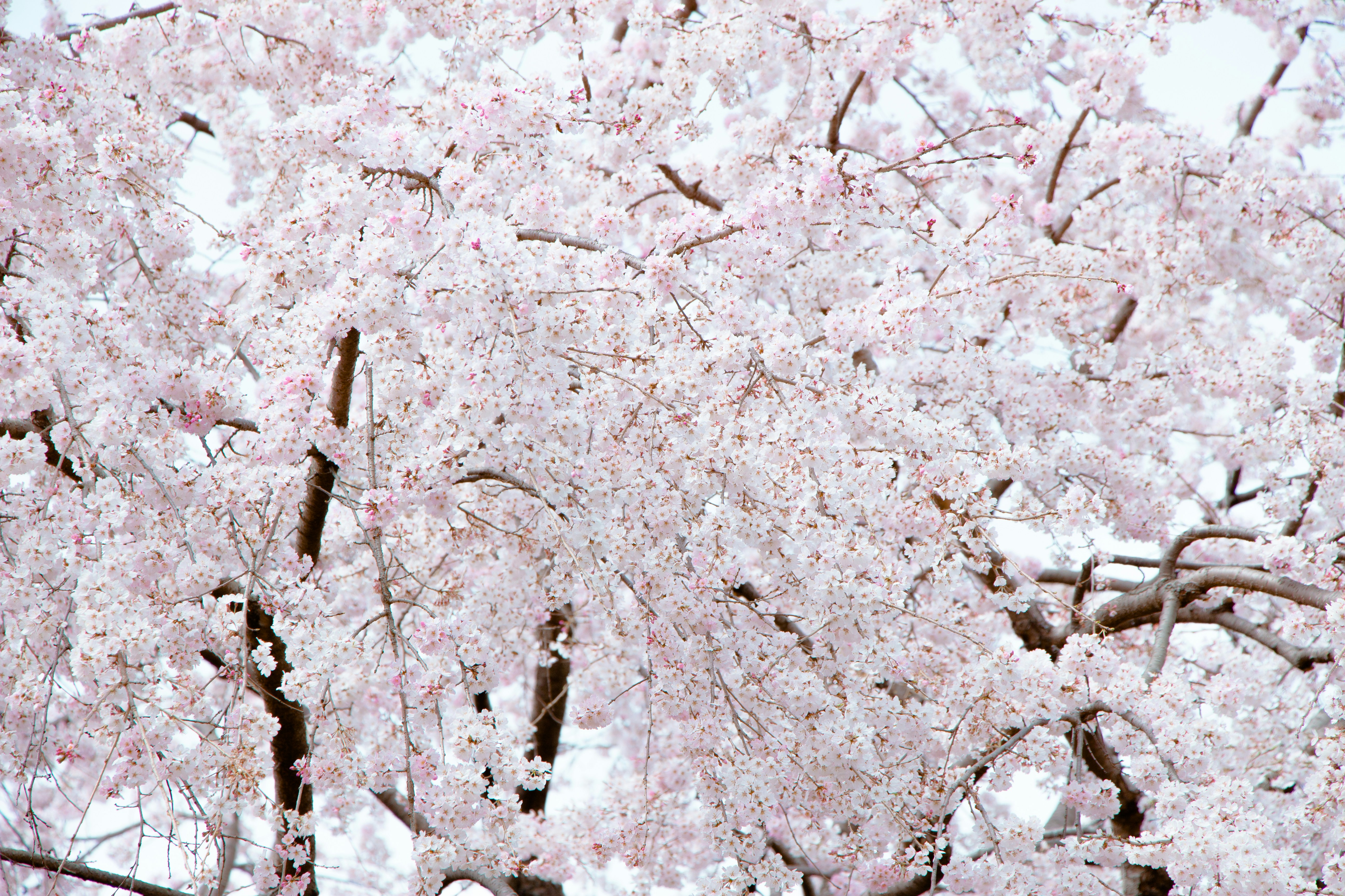 Photo by enkuu