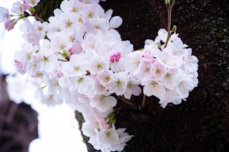 Clusters of delicate white cherry blossoms with hints of pink are in full bloom against a dark tree branch. The flowers have soft petals and prominent yellow stamens, creating a striking contrast with the rugged texture of the bark.