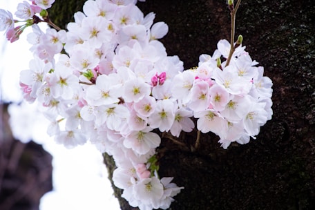 Clusters of delicate white cherry blossoms with hints of pink are in full bloom against a dark tree branch. The flowers have soft petals and prominent yellow stamens, creating a striking contrast with the rugged texture of the bark.