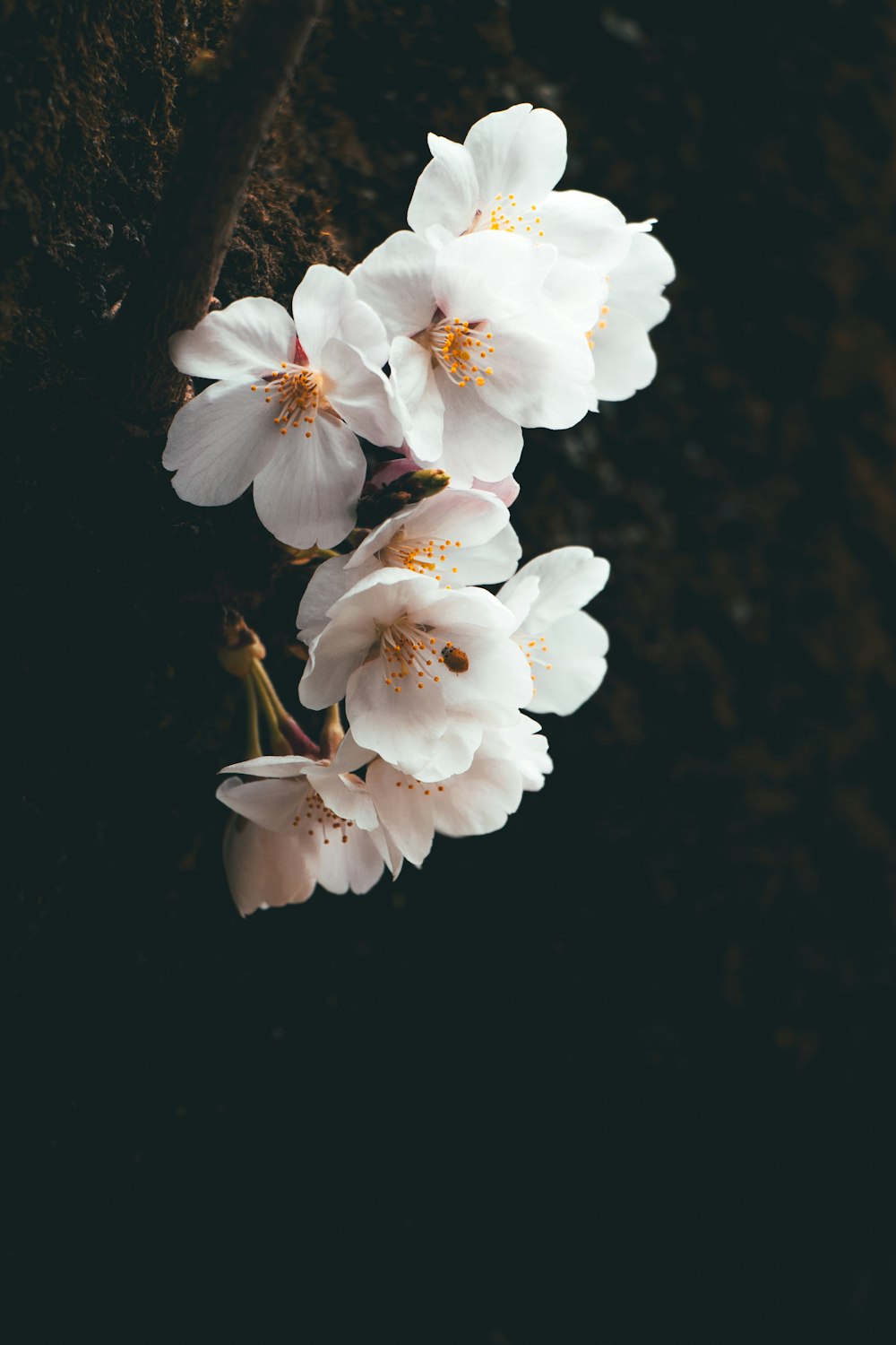 a bunch of flowers that are on a branch