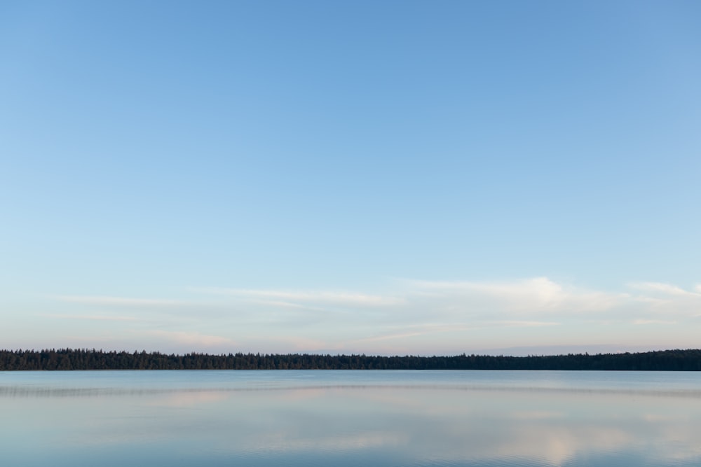 a large body of water surrounded by a forest