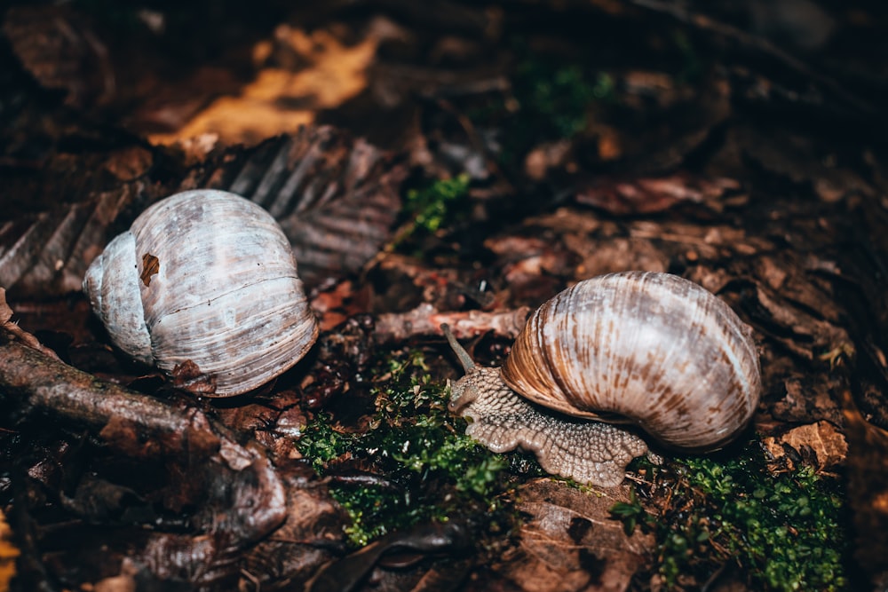 a couple of snails that are on the ground