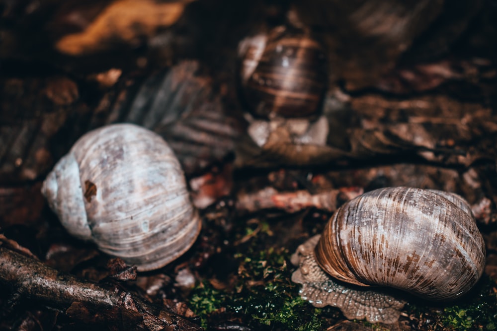 a couple of snails that are on the ground