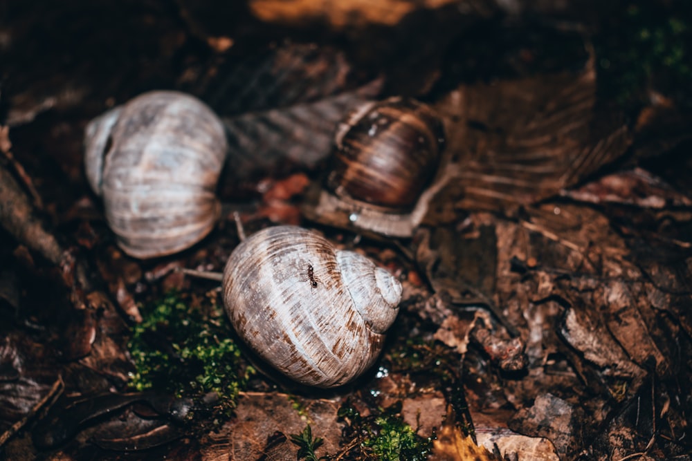 a group of snails sitting on top of a forest floor