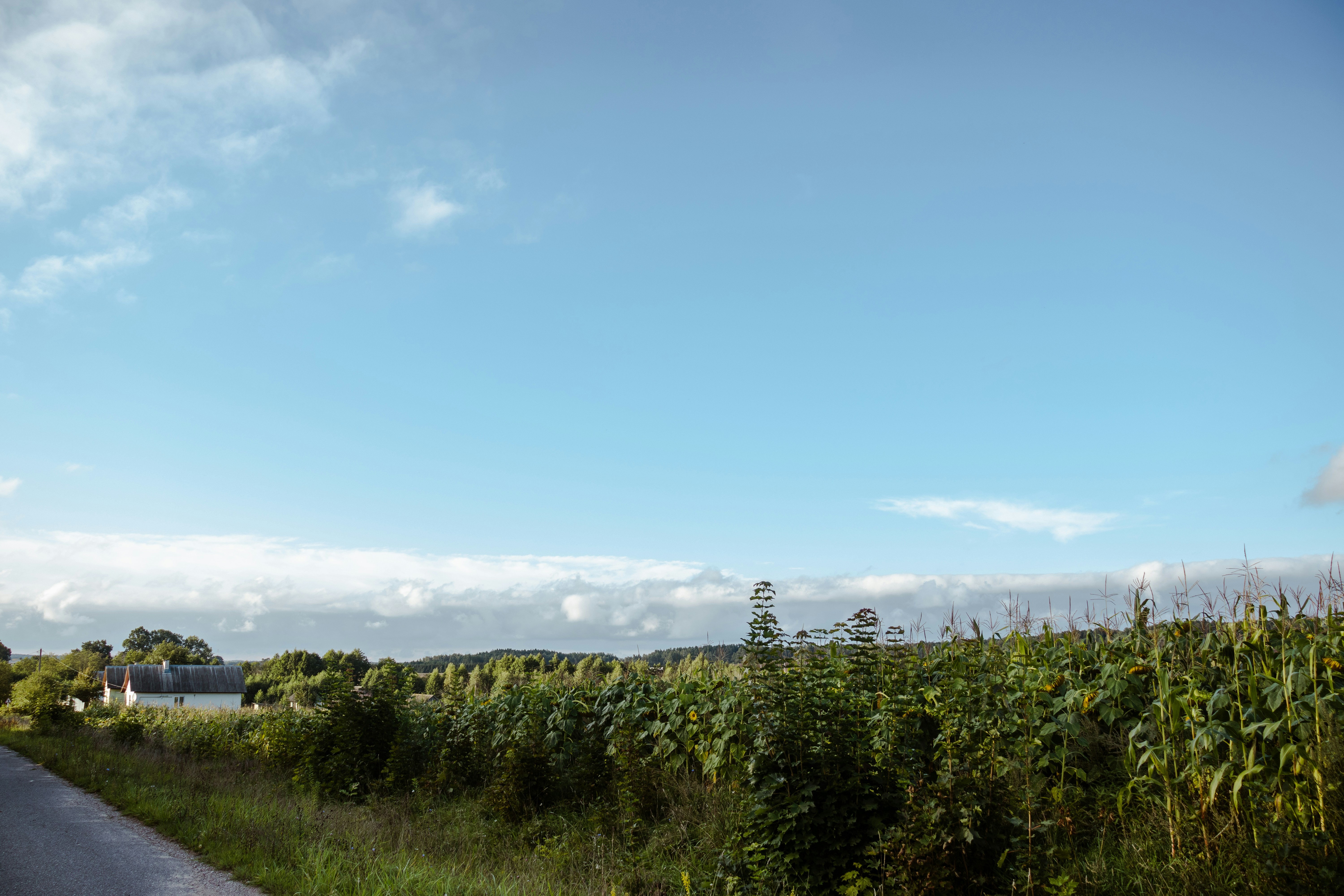 a country road with a corn field and a barn in the distance