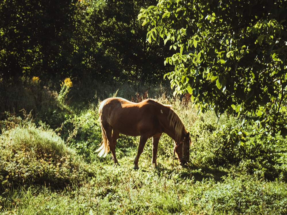 a brown horse grazing in a field of grass