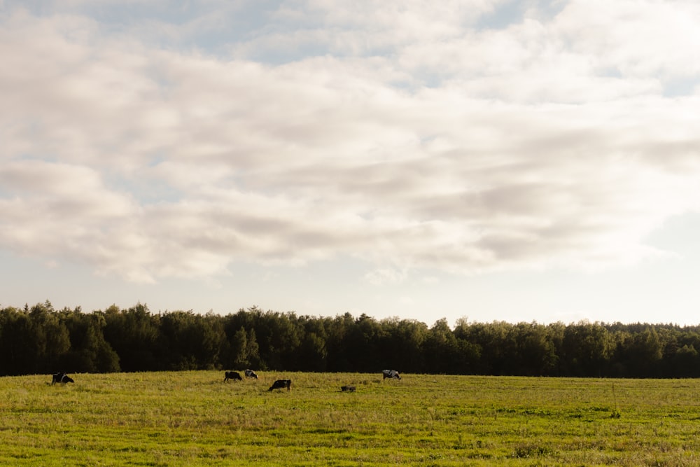 a herd of cattle grazing on a lush green field