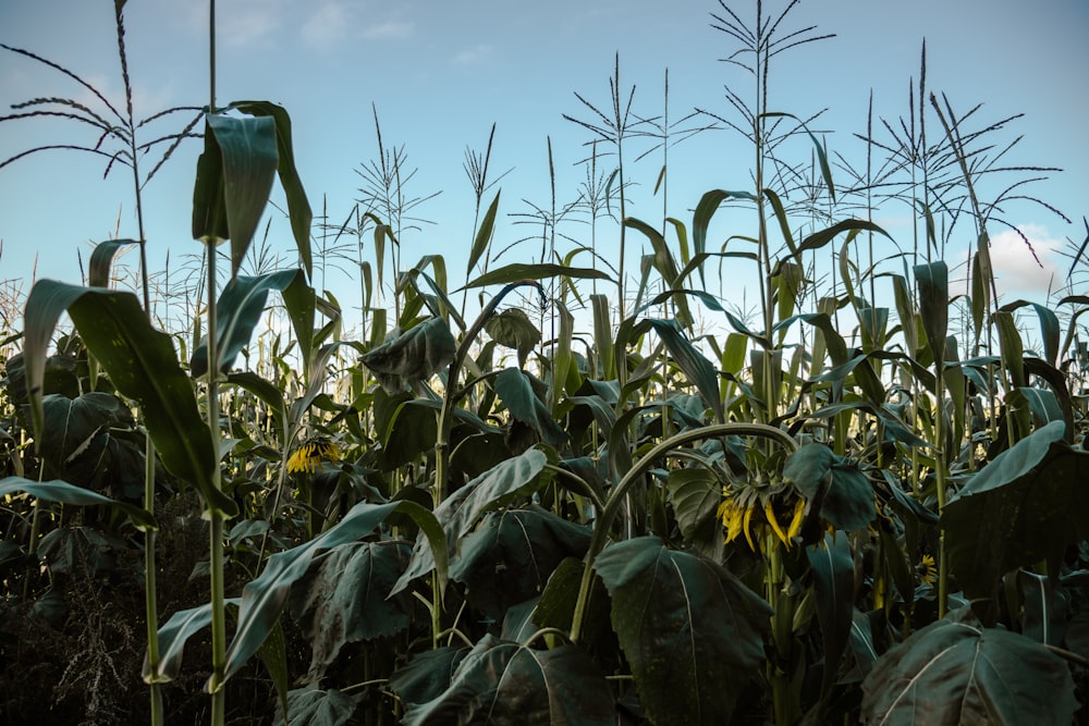 a field of corn with a sky in the background