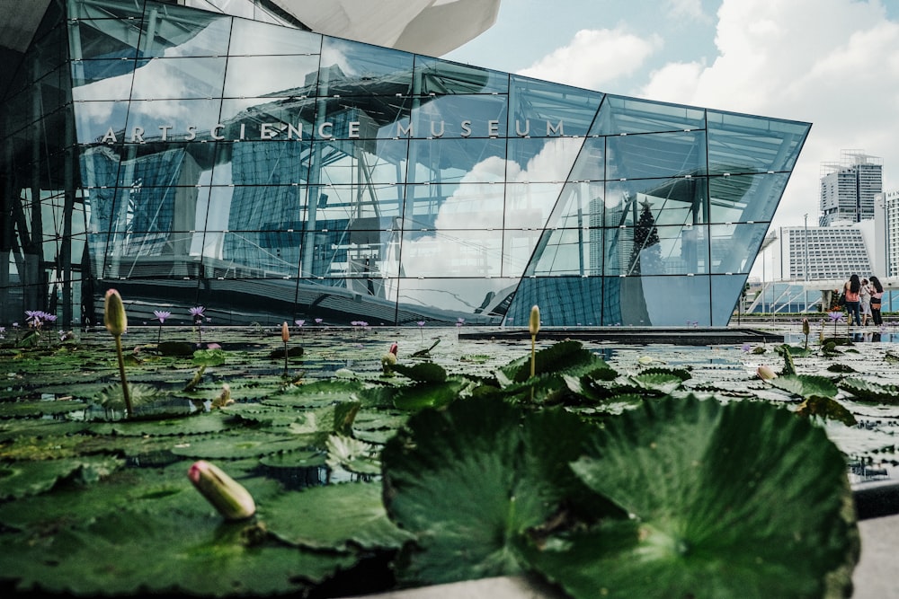 a building with a glass front and a lily pond in front of it
