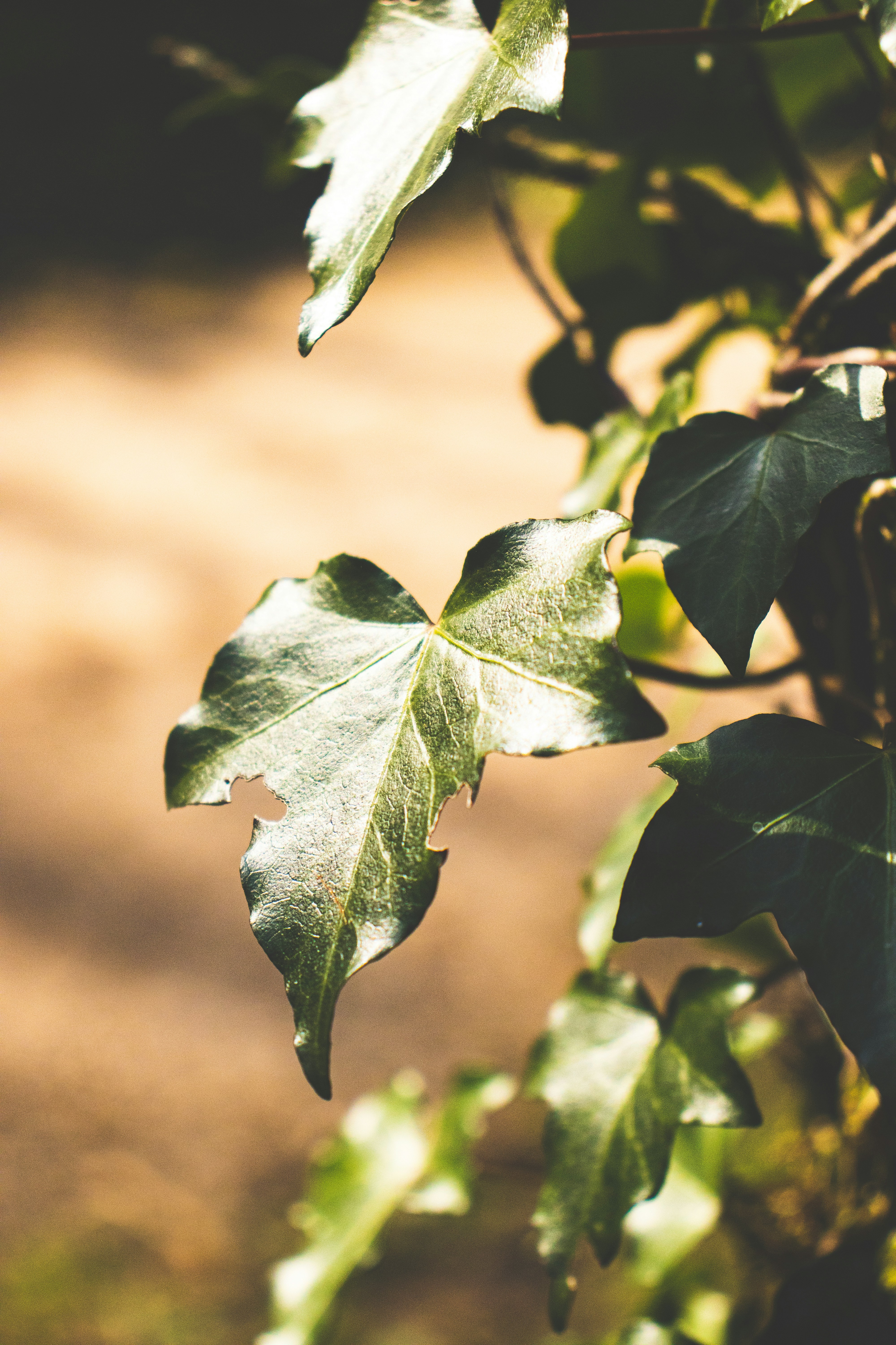 Photo by bcm_photography