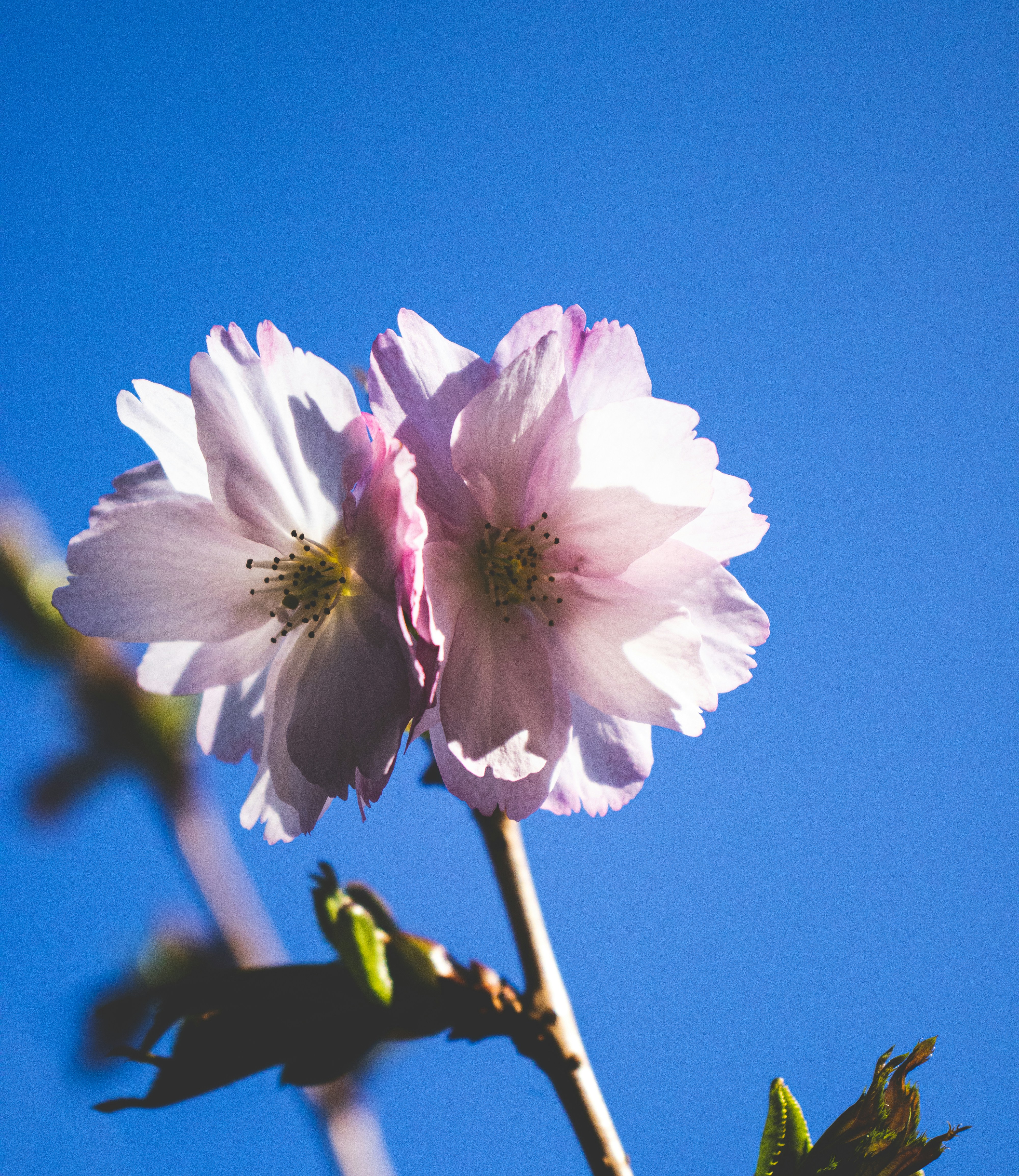 Photo by bcm_photography