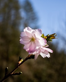 a pink flower is blooming on a tree branch