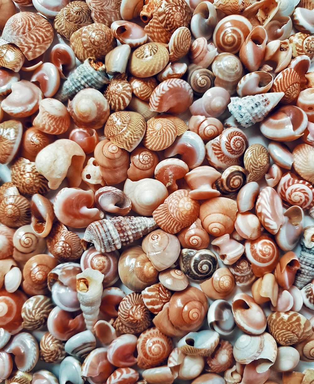 a bunch of shells that are laying on the ground