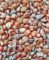 A collection of various seashells, predominantly spiral-shaped, exhibiting a range of earthy colors and intricate patterns. The shells vary in size and texture, with some showcasing smooth surfaces and others featuring ridges or grooves.