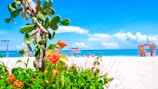 A vibrant beach setting with a cactus and orange flowers in the foreground. The background features white sand, a clear blue sky, and turquoise ocean waters with a few fluffy clouds. Wooden structures and beach chairs are visible near the shoreline.