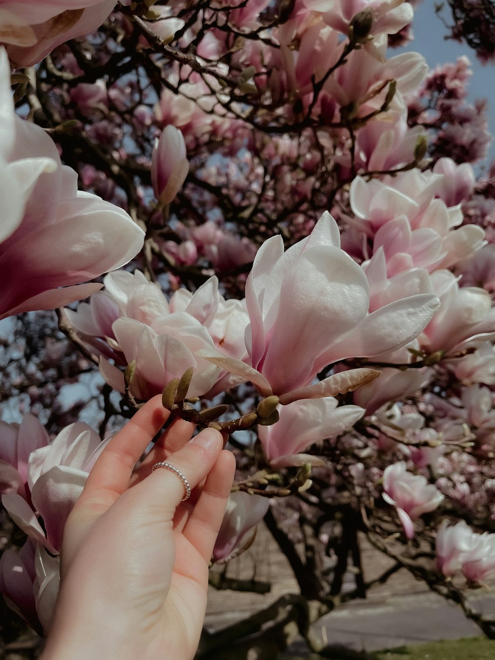 a hand reaching for a flower on a tree