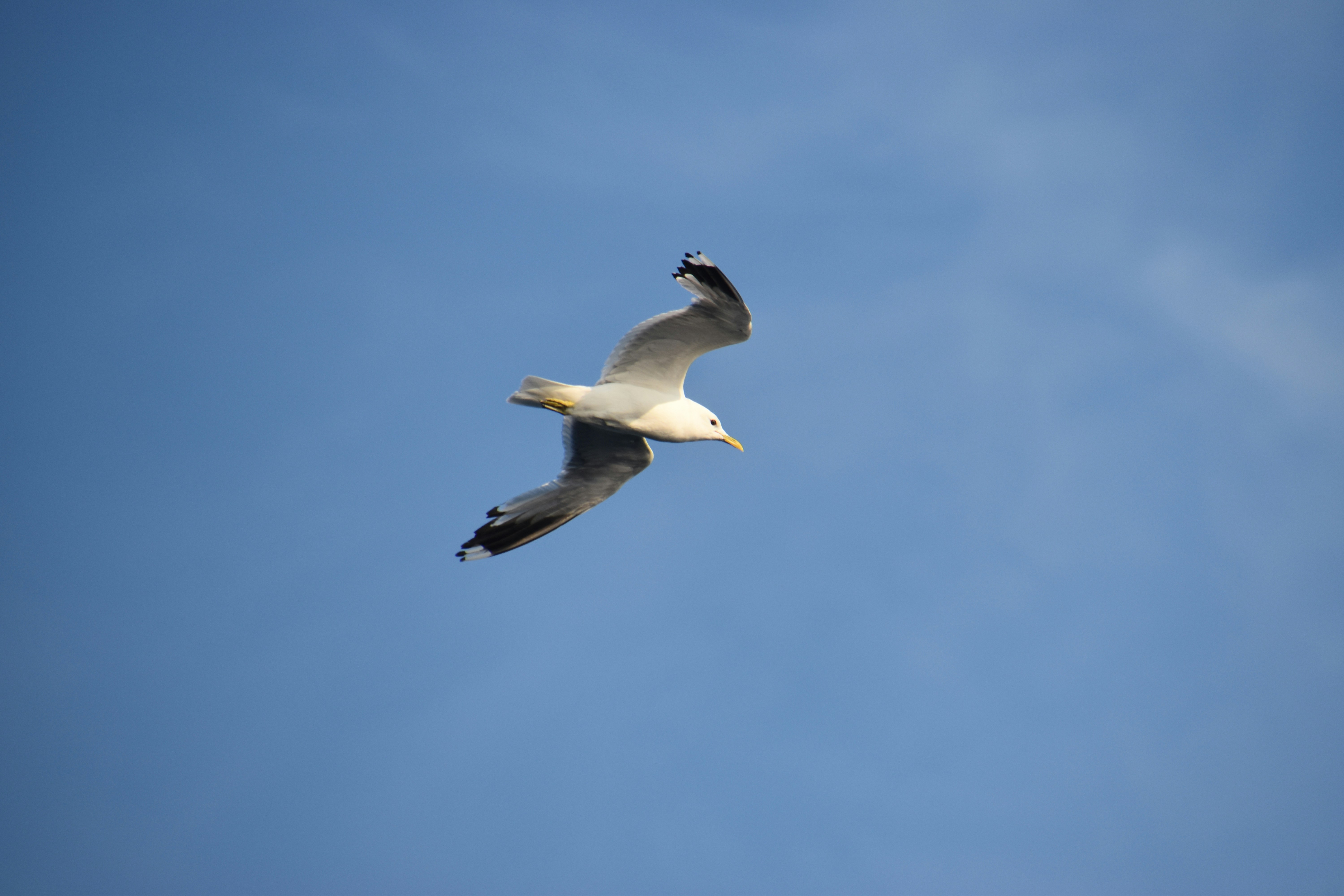 Photo by andras_ratonyi