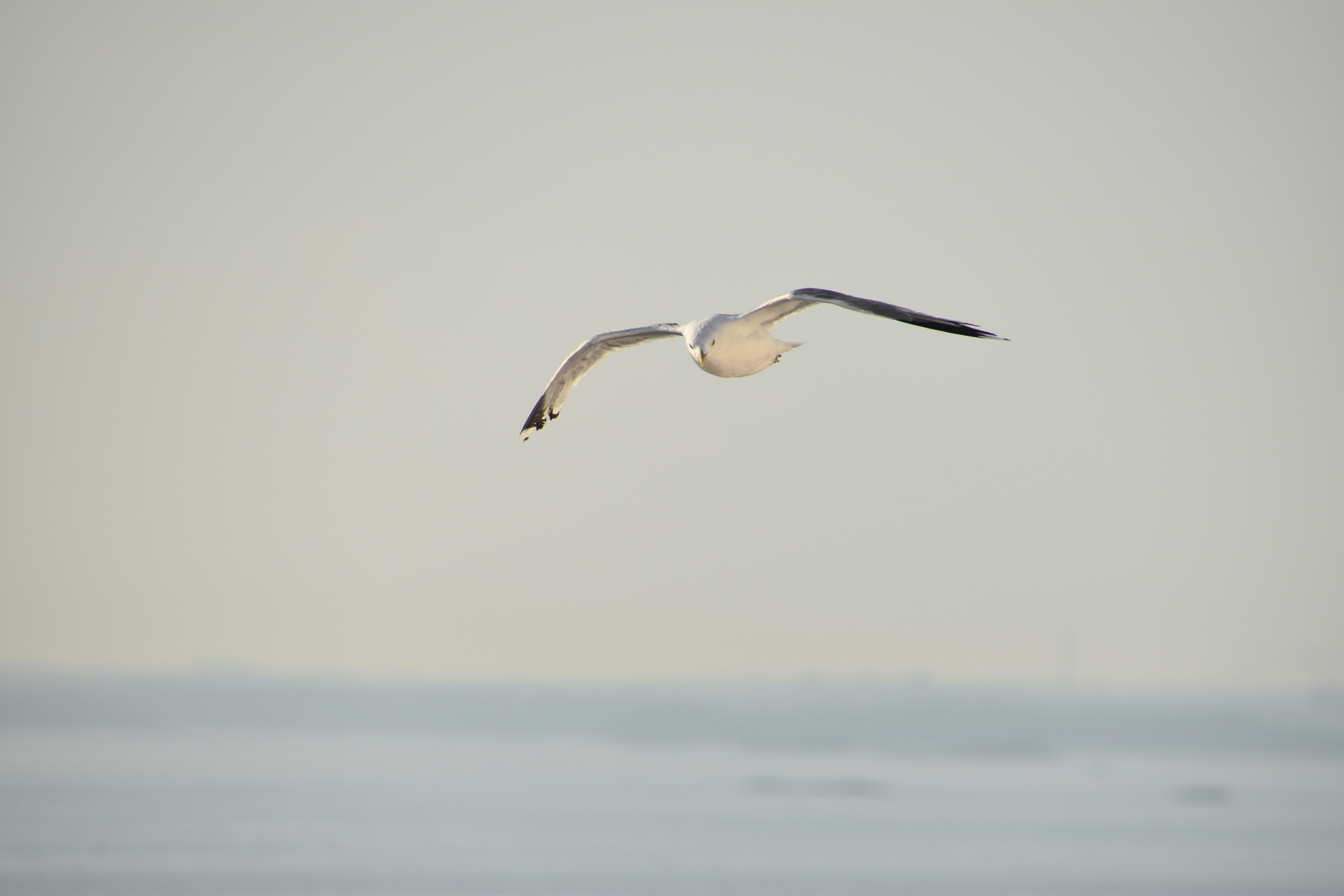 Photo by andras_ratonyi