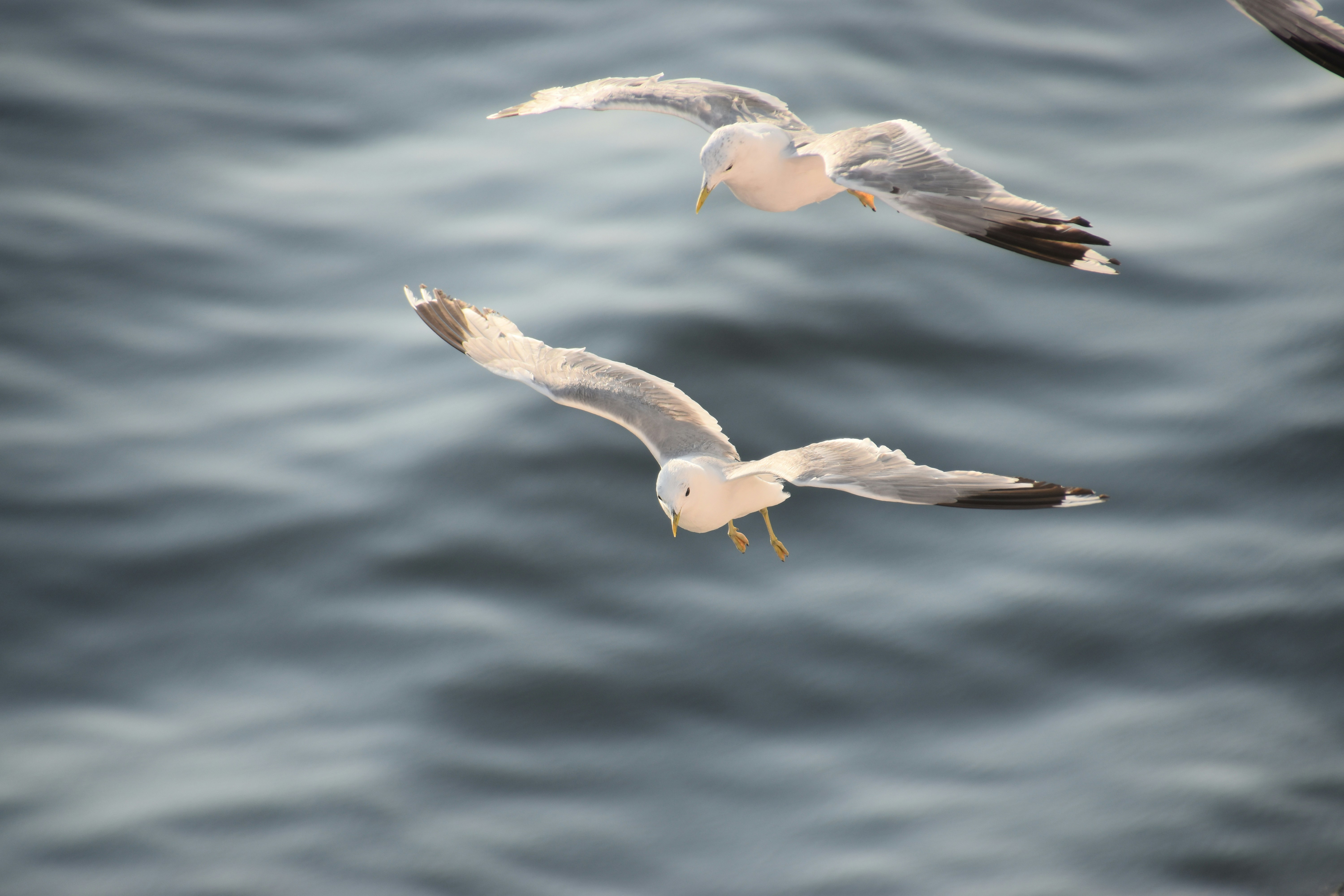 Photo by andras_ratonyi