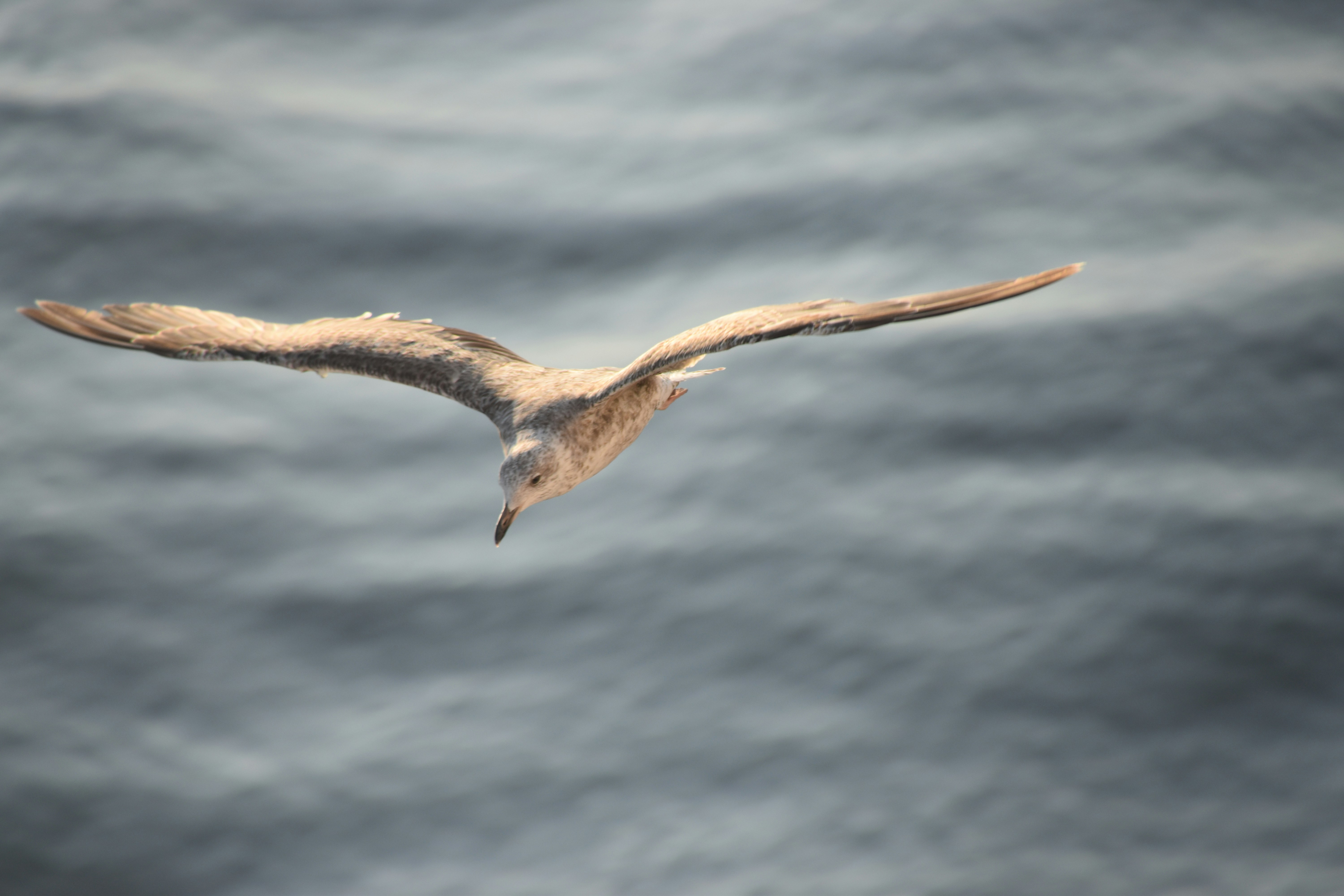 Photo by andras_ratonyi