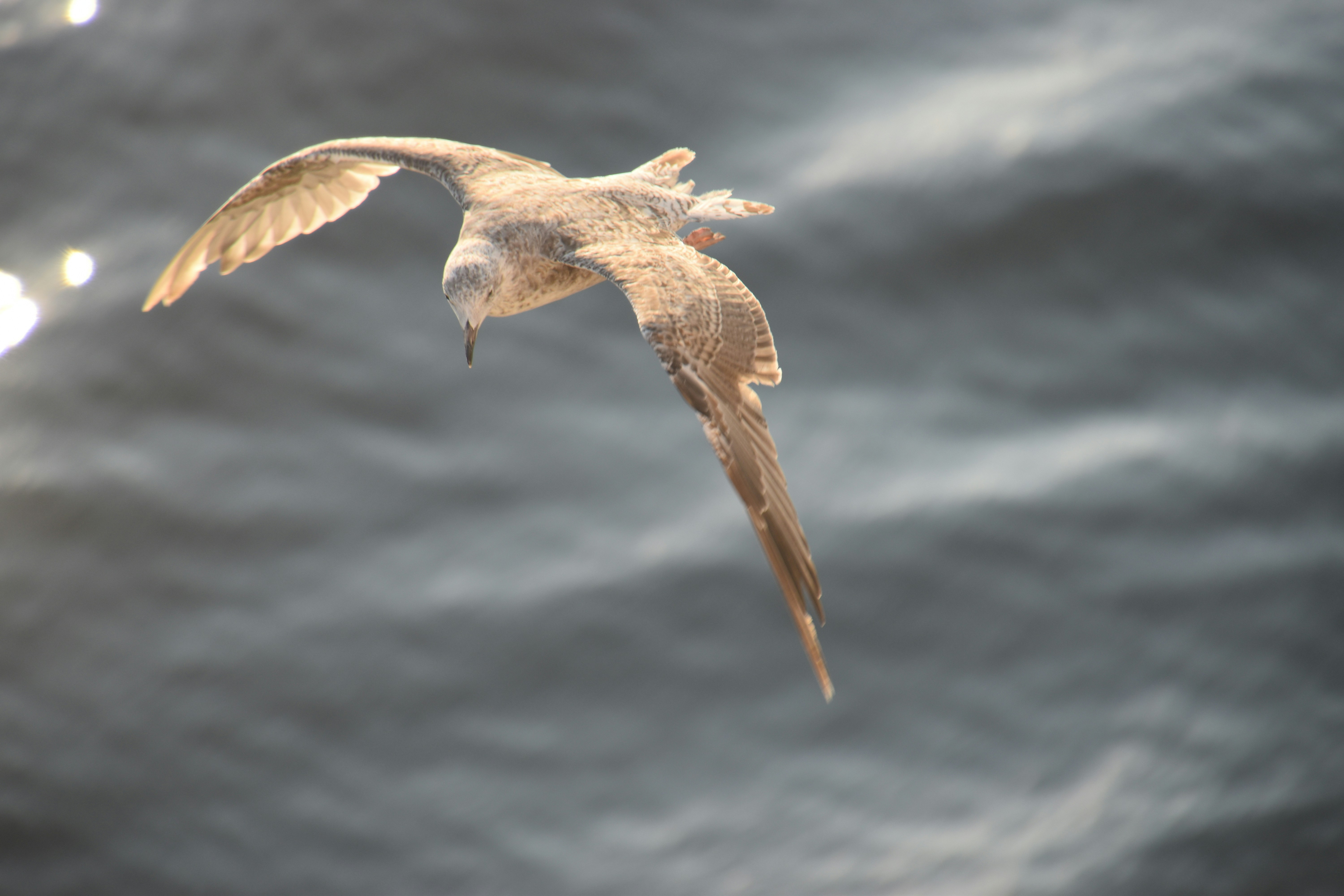 Photo by andras_ratonyi