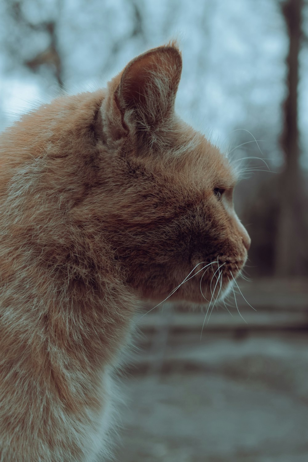 Nahaufnahme einer Katze mit verschwommenem Hintergrund